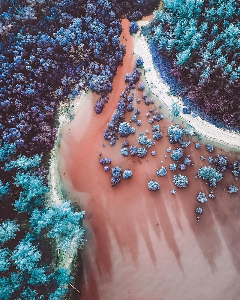 Whimsical Forests